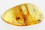 Detailed Fossil Spider (Araneae) In Baltic Amber #372548-1
